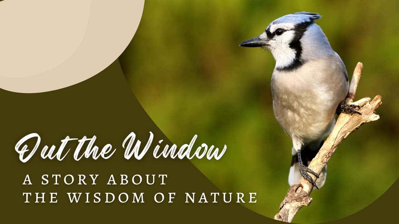 Out the Window: A Story About the Wisdom of Nature / a picture of a blue jay 